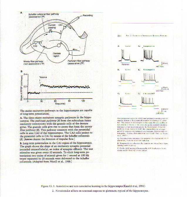 Figure13.jpg (52787 bytes)